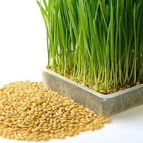 Hạt giống Mầm lúa mạch VTS196