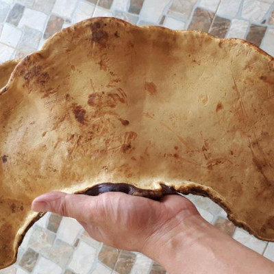 Đặc Sản Kon Tum - Nấm Hồng Chi (Linh Chi Rừng) Việt Nam Hỗ Trợ Hạn Chế U Khối Ác Tính (1Kg) - OCOP 3 Sao