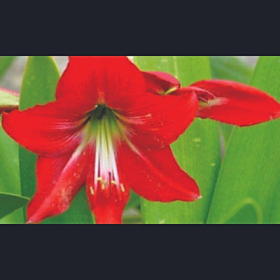 Củ hoa lan huệ kép