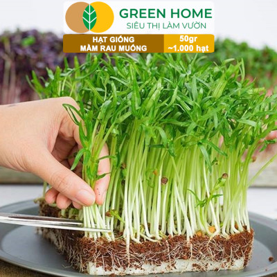 Hạt Giống Mầm Rau Muống Greenhome, Gói 50g~1000 hạt, Dễ Trồng Quanh Năm, Nảy Mầm Cao, Thu Hoạch Nhanh, Năng Suất Cao R14