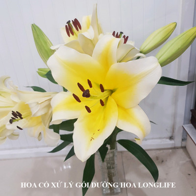 Bột Cắm Hoa Lily Tươi Lâu, Hiệu Longlife nhập khẩu Isarel (Bộ 30 gói)
