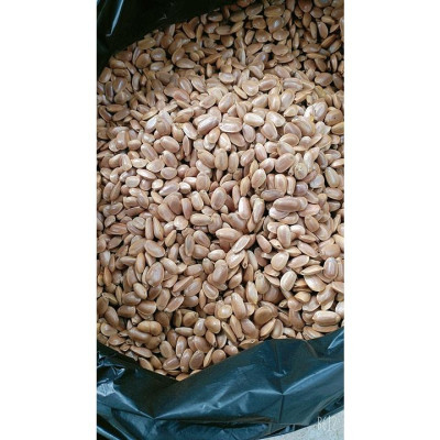 Hạt Bình Bát (Na Xiêm Khô 500G 981s