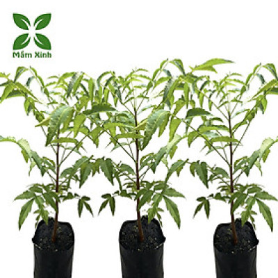 Cây sầu đâu (combo 3 cây) cao khoảng 40cm