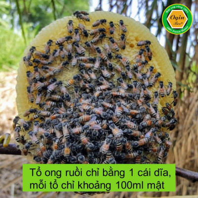 Mật ong ruồi và Mật ong rừng U Minh - Combo 2 Chai 300ml, Mật ong khai thác tự nhiên, không nuôi, OGINBEE