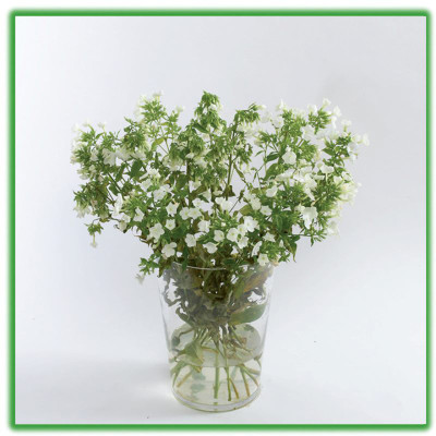Combo 5 Hộp DINH DƯỠNG HOA CẮT CÀNH (Food for Cut Flowers)(1 hộp 10 gói 5gr). Giúp hoa cắt cành tươi lâu và 14 ngày không thay nước mới. Giải pháp tối ưu theo công nghệ Israel