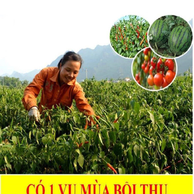 REBIO- Multi 7 chai 500ml Chuyên trị héo xanh vùng rễ