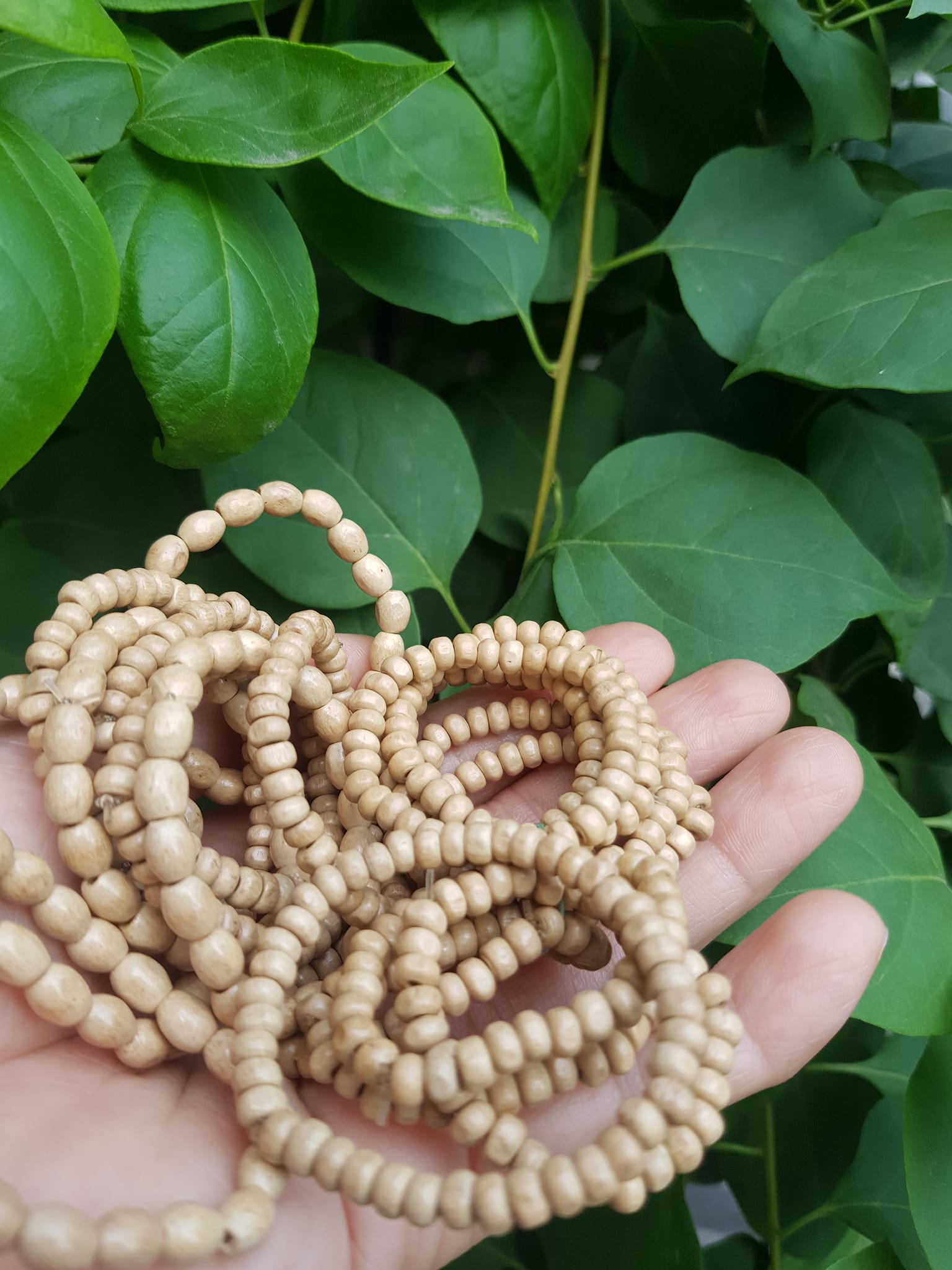 Vòng dâu tằm cho bé sơ sinh vòng cho cả bé trai và bé gái Ông bà xưa cho bé đeo vòng dâu tằm tốt, giúp cho bé ngủ không bị giật mình, bụ bẩm ngoan ạ