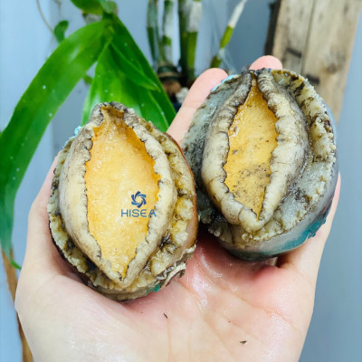 Bào ngư Chile ( size 20-24 con)- 1kg