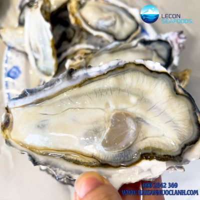 [Chỉ giao HCM] - Hàu Nhật Hyogo 9 -11 con/kg