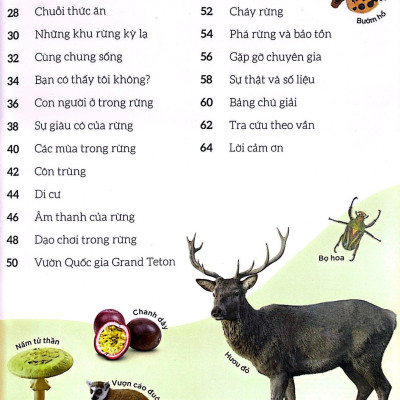 Dkfindout - Những Điều Sách Giáo Khoa Không Dạy Bạn - Rừng