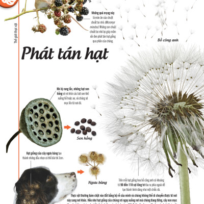 Bách Khoa Thư Về Thế Giới Thực Vật - Cây, Lá, Hoa Và Hạt_DTI