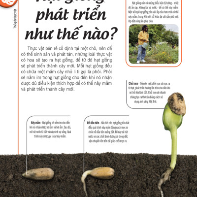 Bách Khoa Thư Về Thế Giới Thực Vật - Cây, Lá, Hoa Và Hạt_DTI