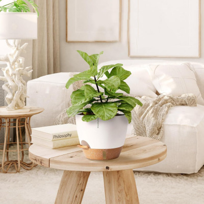 Chậu trồng cây tự tưới thông minh Monrovia A60 cho cây trong nhà và ngoài trời, decor, văn phòng
