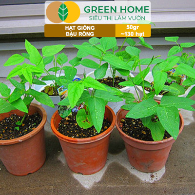 Hạt Giống Đậu Rồng Green Home, GÓI 50GR, Dễ Trồng Quanh Năm, Nảy Mầm Cao, Thu Hoạch Nhanh T46