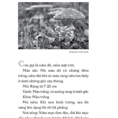 Những Nguy Hiểm Từ Thiên Nhiên _TRE