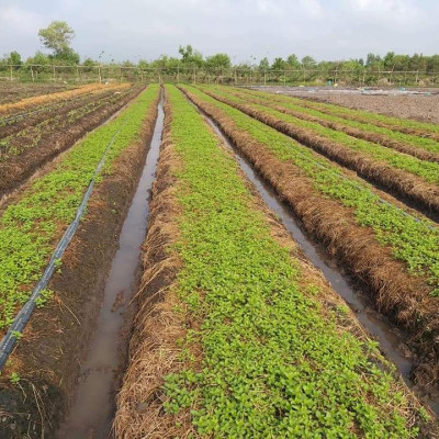 Tinh dầu Bạc Hà Mộc Mây nguyên chất 100% từ thiên nhiên, xông phòng, khử mùi, thơm phòng, đuổi muỗi, thư giản