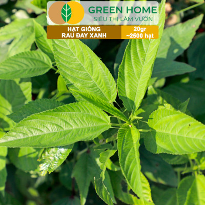 Hạt Giống Rau Đay Xanh GreenHome, Gói 20gr~2500 hạt , Dễ Trồng Quanh Năm, Thu Hoạch Nhanh R23