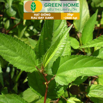 Hạt Giống Rau Đay Xanh GreenHome, Gói 20gr~2500 hạt , Dễ Trồng Quanh Năm, Thu Hoạch Nhanh R23