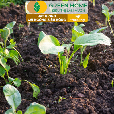 Hạt Giống Cải Ngồng Siêu Bông Huge GreenHome, Gói 5gr~1000 hạt, Dễ Trồng Quanh Năm, Thân Mập R25