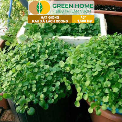 Hạt Giống Rau Xà Lách Xoong Greenhome, Gói 0.1g~1500 hạt, Dễ Trồng Quanh Năm, Độ Nảy Mầm Cao, Thu Hoạch Nhanh, Năng Suất Cao R01