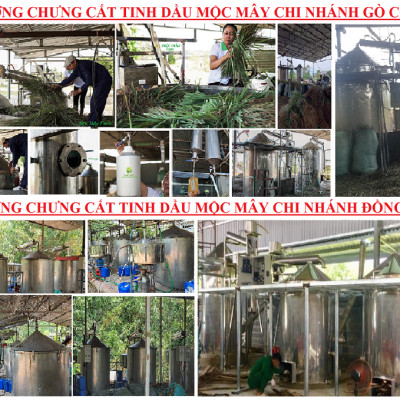 Tinh dầu Quế 50ml nguyên chất từ thiên nhiên - Mộc Mây