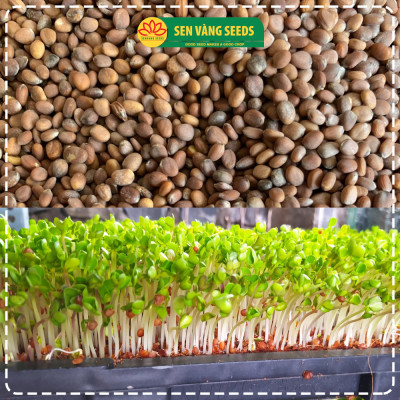 Hạt Giống Rau Mầm Củ Cải Trắng (Size Trung) - Nhập khẩu New Zealand, nảy mầm >95%, siêu năng suất - HẠT GIỐNG SEN VÀNG