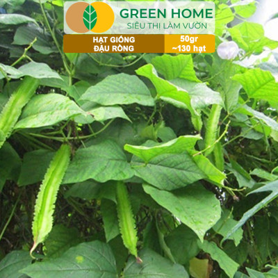 Hạt Giống Đậu Rồng Green Home, GÓI 50GR, Dễ Trồng Quanh Năm, Nảy Mầm Cao, Thu Hoạch Nhanh T46