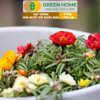 Hạt Giống Hoa Mười Giờ Greenhome, Gói 0,03gr~150 hạt, Sai Hoa, Màu Rực Rỡ, Dễ Trồng Quanh Năm, Nảy Mầm H08