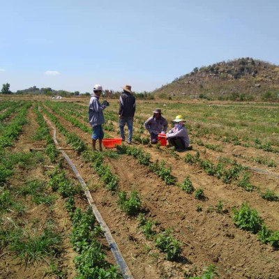 Tinh dầu Bạc Hà Mộc Mây nguyên chất 100% từ thiên nhiên, xông phòng, khử mùi, thơm phòng, đuổi muỗi, thư giản