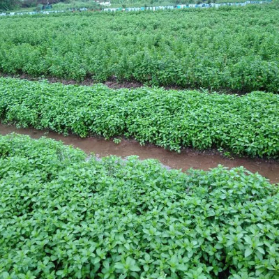 Tinh dầu Bạc Hà Mộc Mây nguyên chất 100% từ thiên nhiên, xông phòng, khử mùi, thơm phòng, đuổi muỗi, thư giản