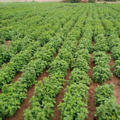 Tinh dầu Bạc Hà Mộc Mây nguyên chất 100% từ thiên nhiên, xông phòng, khử mùi, thơm phòng, đuổi muỗi, thư giản