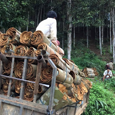 Tinh dầu vỏ Quế nguyên chất từ thiên nhiên - Mộc Mây