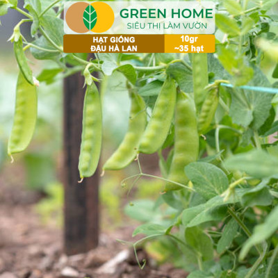 Hạt Giống Đậu Hà Lan Greenhome, Gói 10gr~35 hạt, Dễ Trồng, Nảy Mầm Cao, Thu Hoạch Nhanh, Năng Suất Cao T18