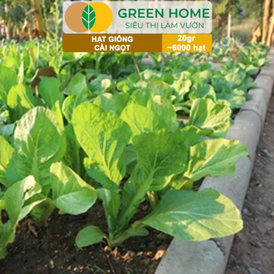 Hạt Giống Rau Cải Ngọt Greenhome, Gói 20g~6000 hạt, Dễ Trồng Quanh Năm, Nảy Mầm Cao, Thu Hoạch Nhanh, Năng Suất Cao R03