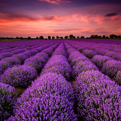 Tinh dầu Oải Hương (Lavender) 10ml Mộc Mây - tinh dầu nguyên chất 100% từ thiên nhiên - chất lượng và mùi hương vượt trội
