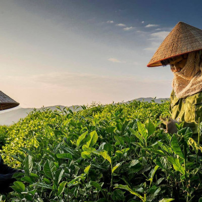 Trà Ô Long thượng hạng 200 gram - Trà olong cao cấp Tân Cương Xanh, trà olong vụ xuân ngon, nước xanh hậu ngọt sâu