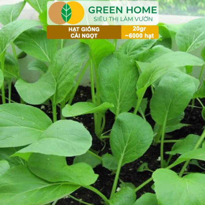 Hạt Giống Rau Cải Ngọt Greenhome, Gói 20g~6000 hạt, Dễ Trồng Quanh Năm, Nảy Mầm Cao, Thu Hoạch Nhanh, Năng Suất Cao R03