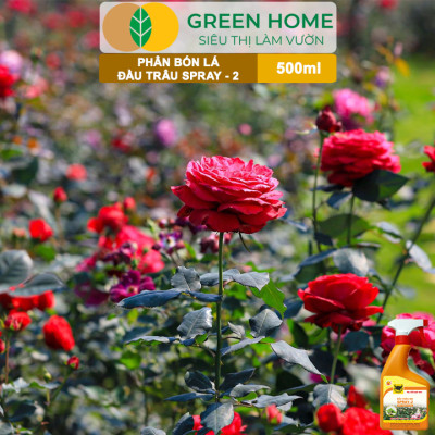Phân Bón Lá Đầu Trâu Spray-2 Greenhome, Bình Điền, Chai 500ml, Kích Thích Ra Hoa, Chuyên Lan Và Hoa