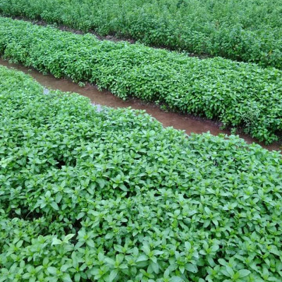 Tinh dầu Bạc Hà Mộc Mây nguyên chất 100% từ thiên nhiên, xông phòng, khử mùi, thơm phòng, đuổi muỗi, thư giản