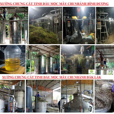 Tinh dầu hoa Ngũ Sắc (hoa cỏ hôi, hoa cứt lợn) 100ml Mộc Mây - tinh dầu nguyên chất từ thiên nhiên - Có kiểm định Bộ Y Tế, chất lượng và mùi hương vượt trội
