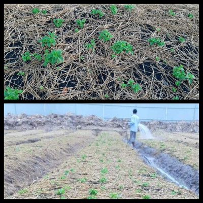 Tinh dầu Bạc Hà Mộc Mây nguyên chất 100% từ thiên nhiên, xông phòng, khử mùi, thơm phòng, đuổi muỗi, thư giản