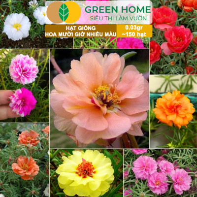 Hạt Giống Hoa Mười Giờ Greenhome, Gói 0,03gr~150 hạt, Sai Hoa, Màu Rực Rỡ, Dễ Trồng Quanh Năm, Nảy Mầm H08