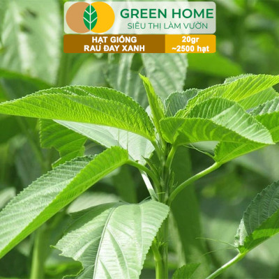 Hạt Giống Rau Đay Xanh GreenHome, Gói 20gr~2500 hạt , Dễ Trồng Quanh Năm, Thu Hoạch Nhanh R23
