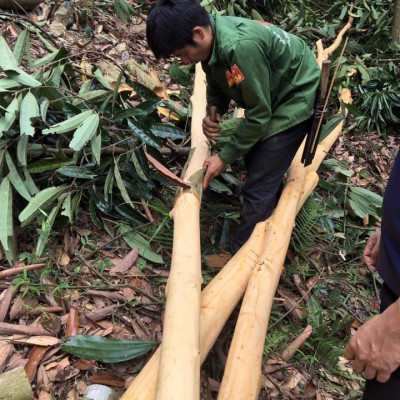 Tinh dầu vỏ Quế nguyên chất từ thiên nhiên - Mộc Mây