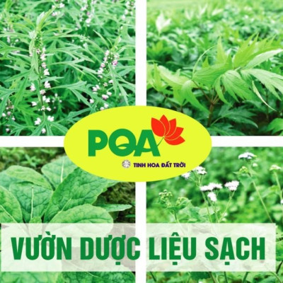 Trắc Bách Diệp PQA Hỗ Trợ Cầm Máu Dùng Cho Người Bị Chảy Máu Cam Hay Mắc Các Chứng Xuất Huyết Hộp 10 Ống