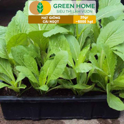 Hạt Giống Rau Cải Ngọt Greenhome, Gói 20g~6000 hạt, Dễ Trồng Quanh Năm, Nảy Mầm Cao, Thu Hoạch Nhanh, Năng Suất Cao R03