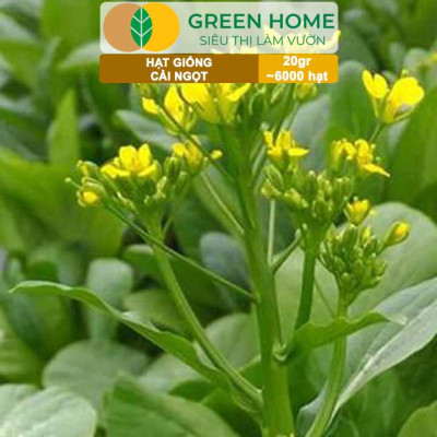 Hạt Giống Rau Cải Ngọt Greenhome, Gói 20g~6000 hạt, Dễ Trồng Quanh Năm, Nảy Mầm Cao, Thu Hoạch Nhanh, Năng Suất Cao R03